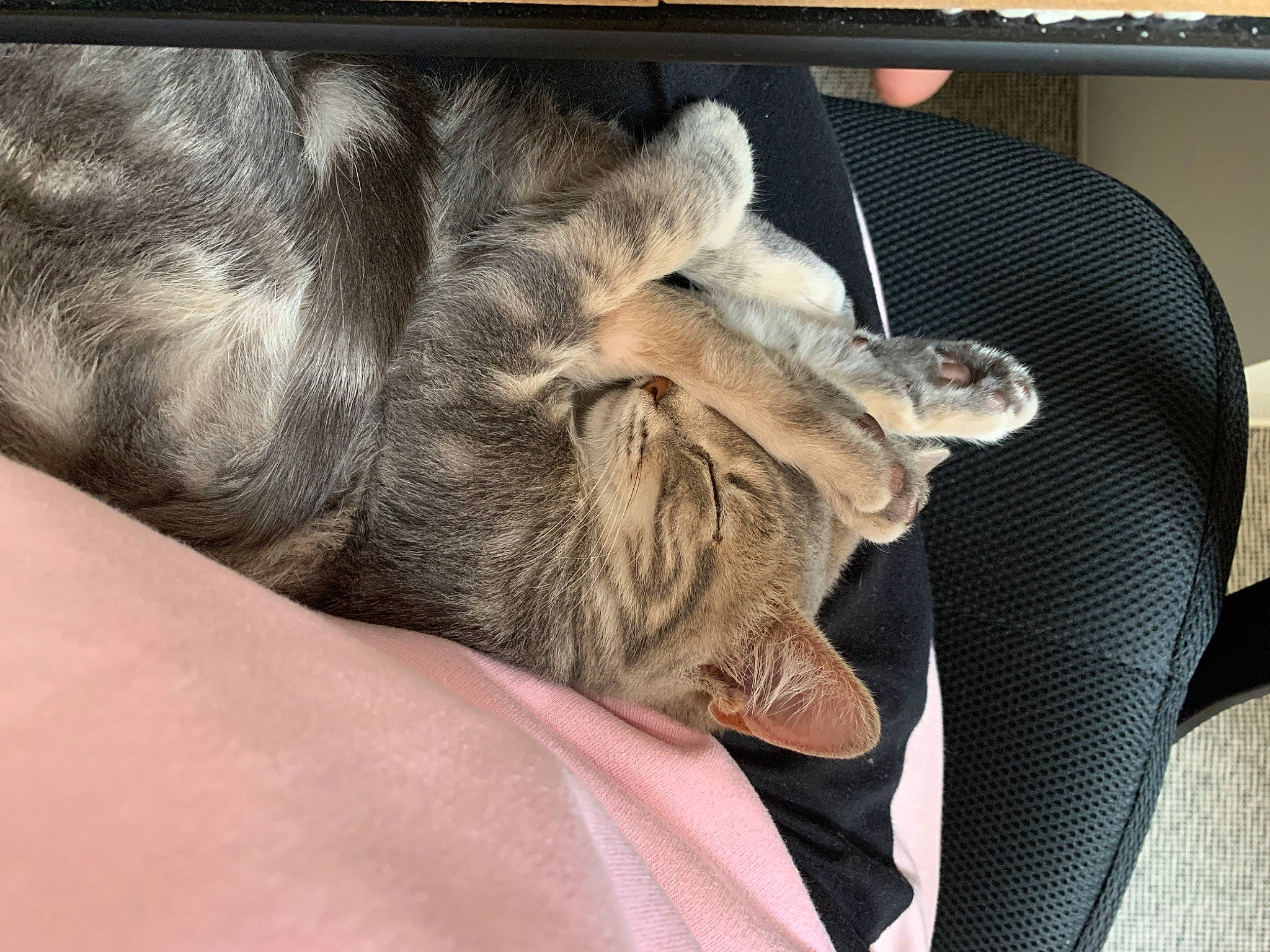 Urgo a rejoint le concours — aidez-le/la à gagner de superbes lots ! canidae, carnivore, claw, comfort, companion_dog, couch, dog_breed, fawn, felidae, grey, human_leg, mammal, paw, small_to_medium_sized_cats, snout, sporting_group, tail, vertebrate, whiskers, wrinkle