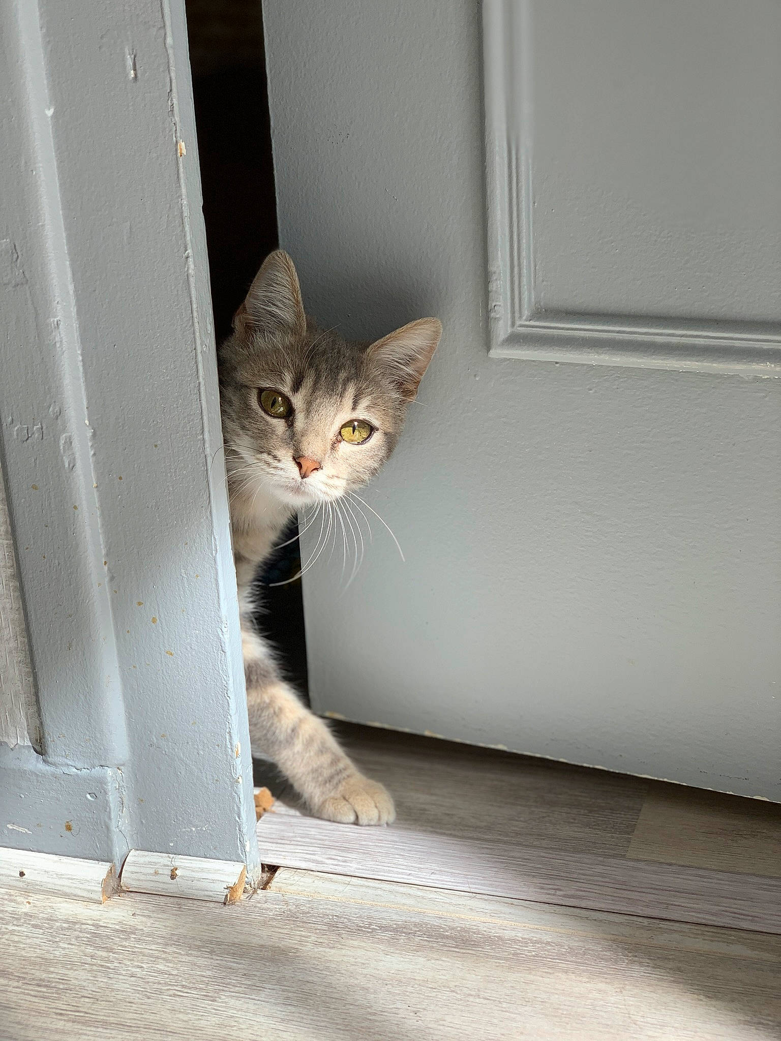 Urgo a rejoint le concours — aidez-le/la à gagner de superbes lots ! carnivore, cat, domestic_short_haired_cat, door, felidae, fixture, flooring, fur, grey, paw, small_to_medium_sized_cats, snout, stairs, tail, wall, whiskers, window, wood