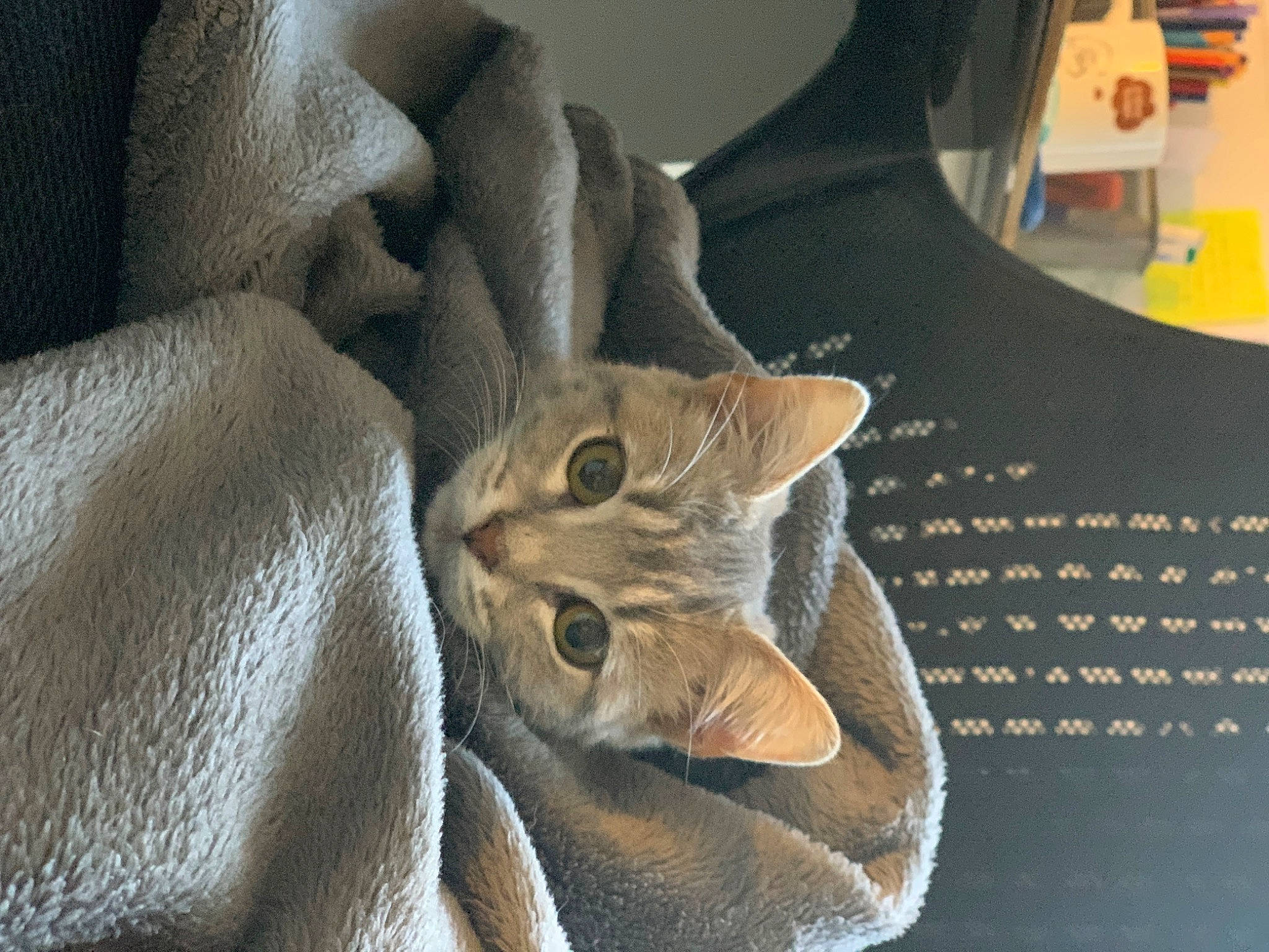 Urgo participe au concours pour gagner de l'argent avec cette photo : bag, carnivore, cat, comfort, denim, domestic_short_haired_cat, fashion_accessory, fawn, felidae, font, fur, grey, linens, pattern, sleeve, small_to_medium_sized_cats, sportswear, t_shirt, textile, whiskers