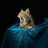 animal, blue_blanket, cat, closeup, cozy, dark_background, ears, feline, indoor, mouth_open, paw, pet, portrait, resting, sleepy, soft, tabby, texture, whiskers, yawning