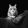 animal, black_and_white, blanket, cat, close_up, dramatic_lighting, feline, focused, fur, indoor, mammal, monochrome, pet, portrait, quiet, resting, still_life, texture, whiskers, wide_eyes