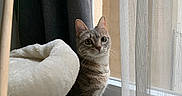 Urgoe a rejoint le concours — aidez-le/la à gagner de superbes lots ! animal, cat, cat_tree, cozy, curious, curtain, domestic_animal, feline, furniture, gray, home, indoor, looking, pet, quiet, sitting, soft_light, striped, tabby, window