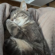 Urgoe a rejoint le concours — aidez-le/la à gagner de superbes lots ! animal, blanket, cat, closeup, comfort, cozy, cute, domestic_cat, feline, fur, gray_cat, indoor, nap, pet, relaxation, resting, sleeping, soft, tabby, warm