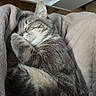 animal, blanket, cat, closeup, comfort, cozy, cute, domestic_cat, feline, fur, gray_cat, indoor, nap, pet, relaxation, resting, sleeping, soft, tabby, warm
