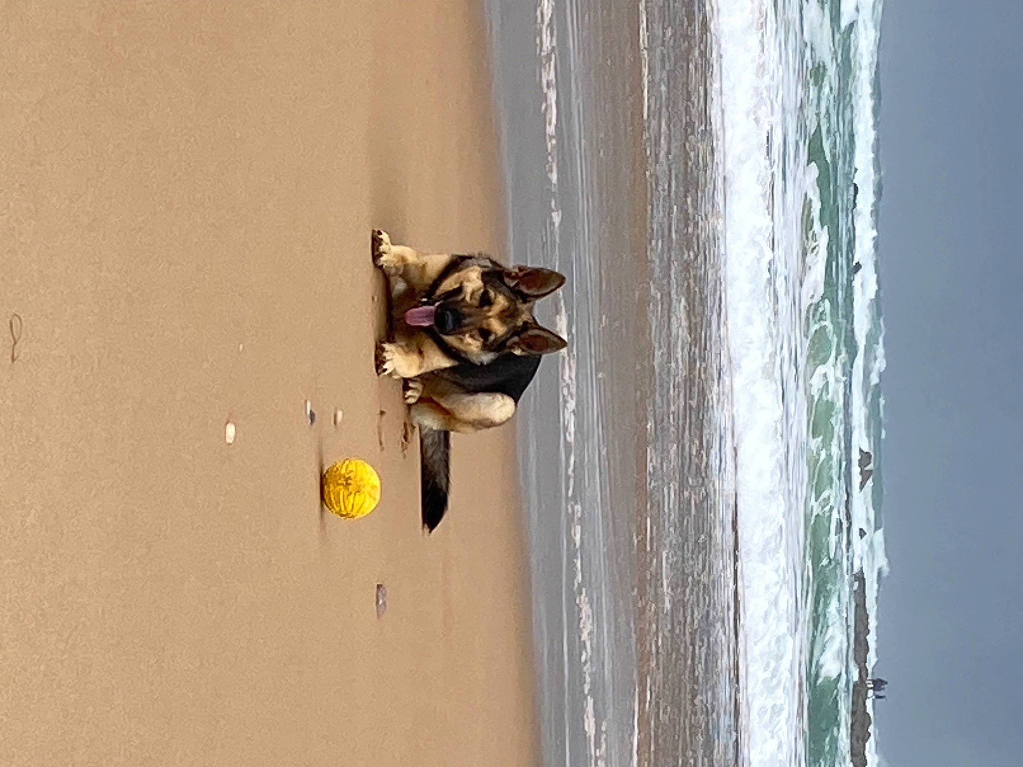 Shana participe au concours pour gagner de l'argent avec cette photo : adventure, beach, dog, door, extreme_sport, fun, lake, landscape, ocean, recreation, reflection, sand, shadow, sky, tints_and_shades, water, wind_wave, window, wood