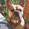 Hulk a rejoint le concours — aidez-le/la à gagner de superbes lots ! animal, backyard, brown_fur, close_up, cream_fur, cushion, dog, foliage, french_bulldog, garden, large_ears, outdoor, pet, photography, portrait, short_muzzle, sitting, sunlight, wooden_chair, wrinkles
