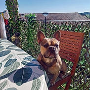 Hulk participe au concours pour gagner de l'argent avec cette photo : animal, balcony, chair, dog, french_bulldog, garden, ivy, leaf_pattern, outdoor, pet, plants, portrait, rooftop, sitting, sky, summer, sunlight, table, tablecloth, wooden_furniture