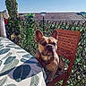 animal, balcony, chair, dog, french_bulldog, garden, ivy, leaf_pattern, outdoor, pet, plants, portrait, rooftop, sitting, sky, summer, sunlight, table, tablecloth, wooden_furniture