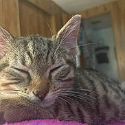 Gizmo is registered to the contest to win money with this photo: bedroom, blanket, cat, closeup, cozy, ears, fur, indoor, kitten, napping, nose, paw, pet, pink_blanket, portrait, sleeping, tabby, television, whiskers, wooden_wall