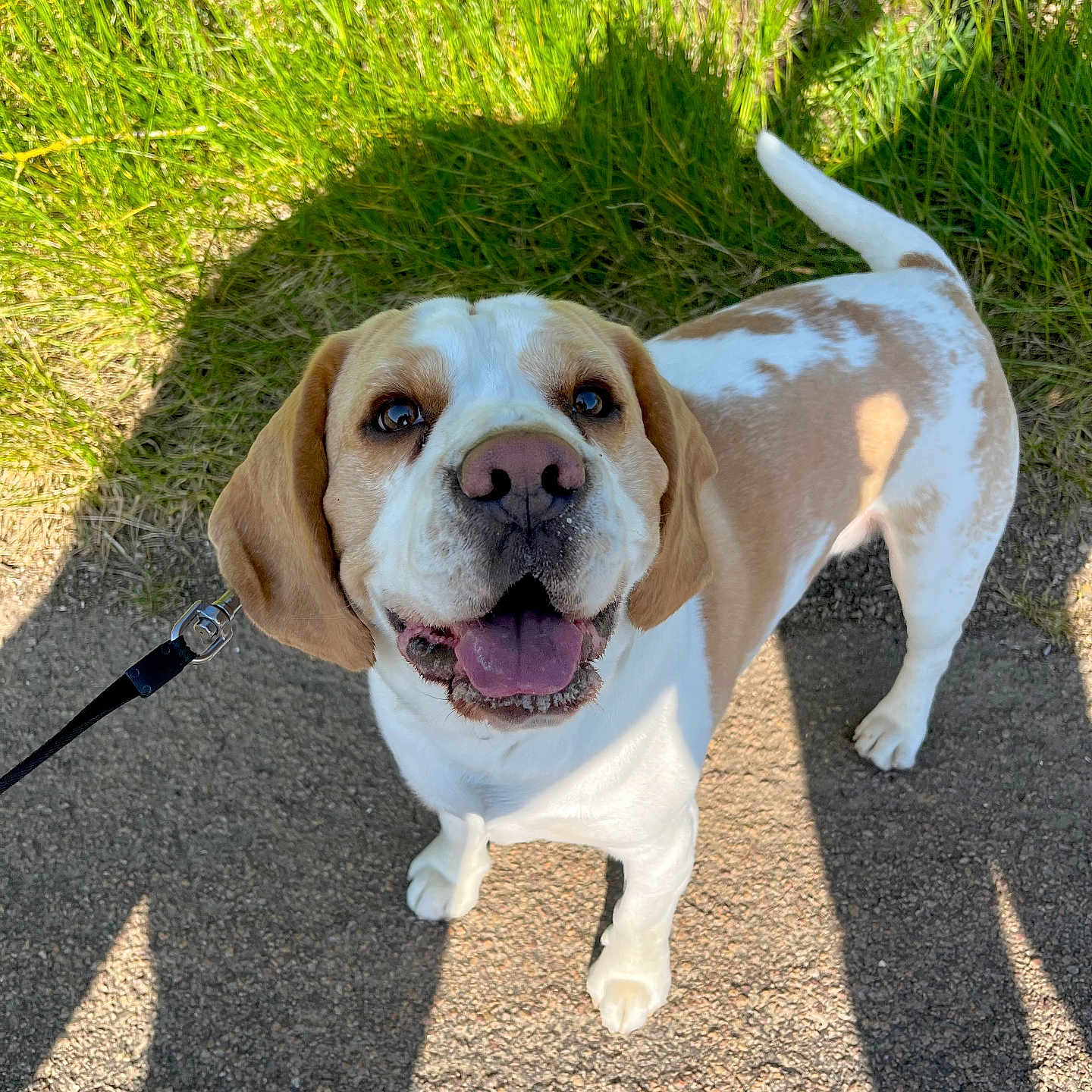 Taïko participe au concours pour gagner de l'argent avec cette photo : accessories, animal, beagle, boxer, bulldog, canine, dog, frenchbulldog, grass, herbal, herbs, hound, labradorretriever, leash, path, pet, pitbull, plant, puppy, strap