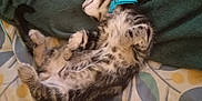 Fenrir joined the competition — help win amazing prizes! kitten, sleeping, bedspread, blanket, cat, collar, fur, paw, striped, tabby, indoor, resting, cute, pet, domestic_animal, animal, feline, pattern, soft, relaxed