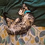 kitten, sleeping, bedspread, blanket, cat, collar, fur, paw, striped, tabby, indoor, resting, cute, pet, domestic_animal, animal, feline, pattern, soft, relaxed