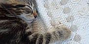 Fenrir is registered to the contest to win money with this photo: animal, blanket, closeup, cozy, cute, fur, indoor, kitten, paw, peaceful, pet, resting, sleeping, soft, tabby, texture, whiskers, wooden_floor, woven, young