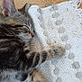 kitten, sleeping, tabby, paw, blanket, woven, texture, wooden_floor, cute, fur, animal, pet, resting, cozy, closeup, indoor, peaceful, young, whiskers, soft