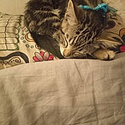 Fenrir is registered to the contest to win money with this photo: animal, blanket, bow, cat, closeup, cozy, cute, domestic_cat, fur, indoor, kitten, patterned, pet, pillow, resting, sleeping, small, tabby, whiskers, young
