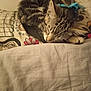 animal, blanket, bow, cat, closeup, cozy, cute, domestic_cat, fur, indoor, kitten, patterned, pet, pillow, resting, sleeping, small, tabby, whiskers, young