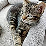 kitten, tabby, cat, pet_bed, feline, indoor, scratching_post, tongue_out, cute, young_animal, soft_texture, relaxed, paw, whiskers, closeup, fur, animal, cozy, window, natural_light