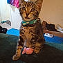 kitten, tabby, cat, bow_tie, toy_mouse, indoor, pet, curious, feline, collar, animal, fur, whiskers, claw, floor, door, shoes, bowl, blue_carpet, fabric