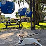 Angel is registered to the contest to win money with this photo: cat, animal, playground, swing, blue_swing, sand, tree, sunlight, shadow, grass, park, leash, resting, outdoor, daytime, pet, nature, relaxing, bench, house