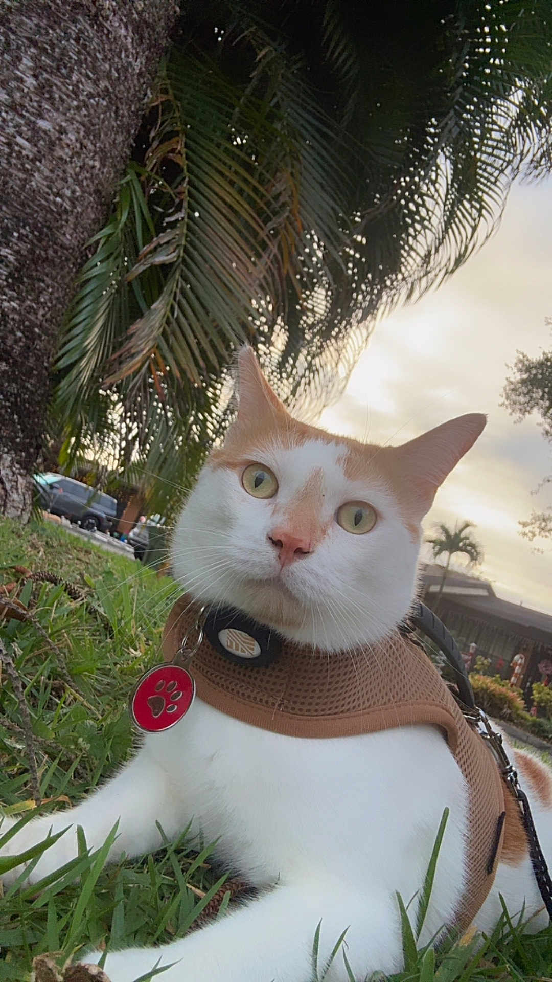 Angel is registered to the contest to win money with this photo: cat, animal, pet, grass, outdoor, harness, tree, leaf, nature, sunset, sky, whiskers, fur, collar, tag, greenery, domestic, closeup, mammal, relaxing