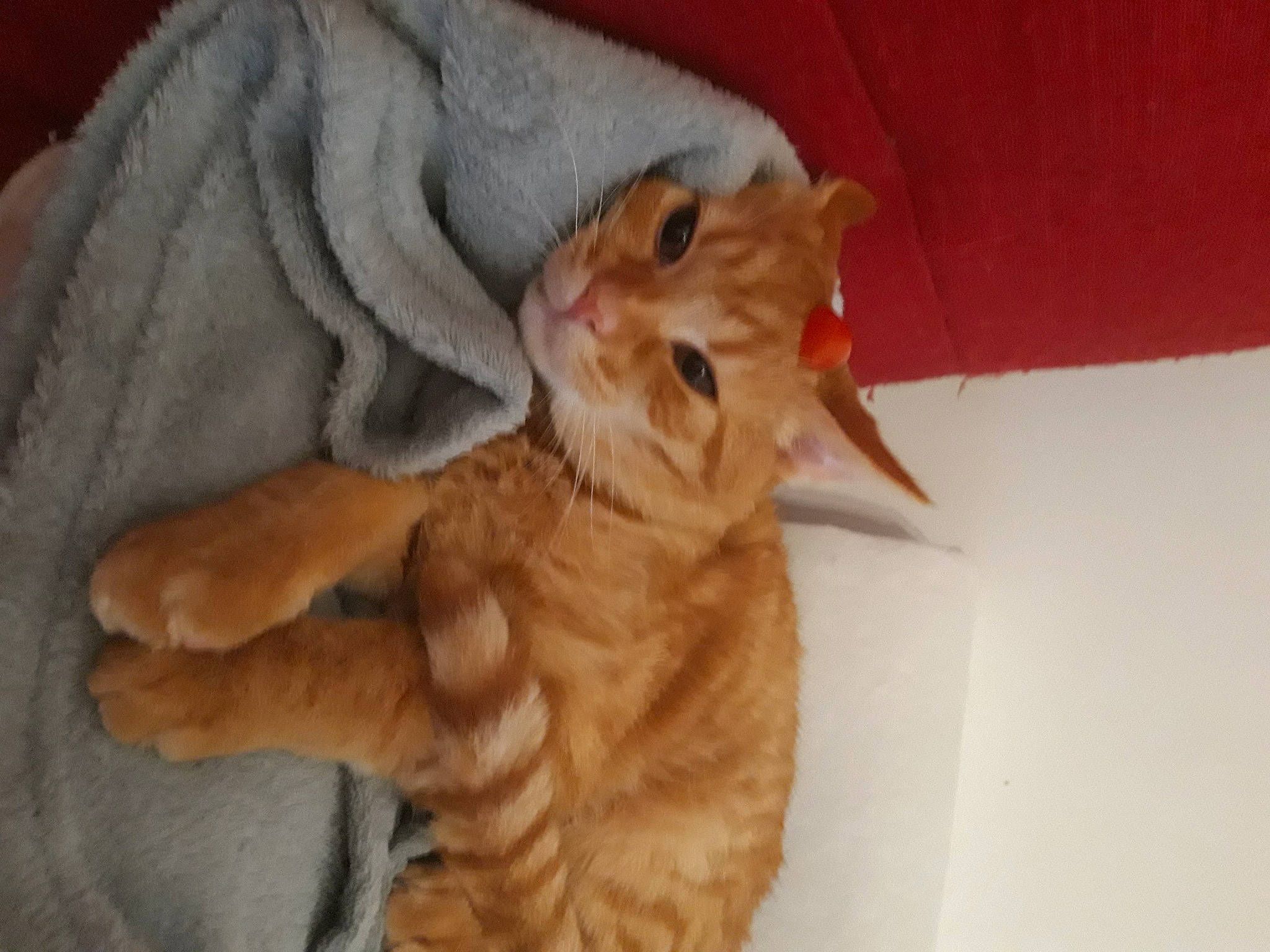 Garfield participe au concours pour gagner de l'argent avec cette photo : carnivore, cat, claw, comfort, dog_breed, domestic_short_haired_cat, ear, fawn, felidae, foot, fur, gesture, paw, peach, small_to_medium_sized_cats, snout, tail, terrestrial_animal, whiskers, wood