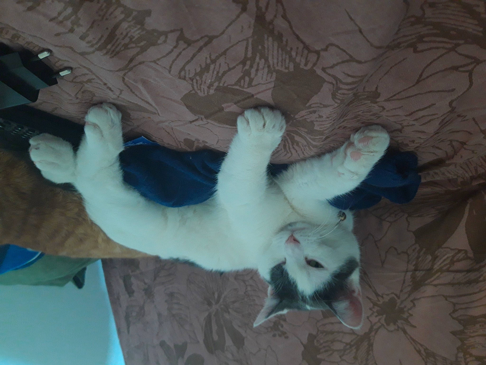 Alvin a rejoint le concours — aidez-le/la à gagner de superbes lots ! canidae, carnivore, cat, claw, cockatoo, companion_dog, dog_breed, domestic_short_haired_cat, fang, fawn, felidae, fur, grey, paw, room, small_to_medium_sized_cats, snout, sporting_group, tail, whiskers