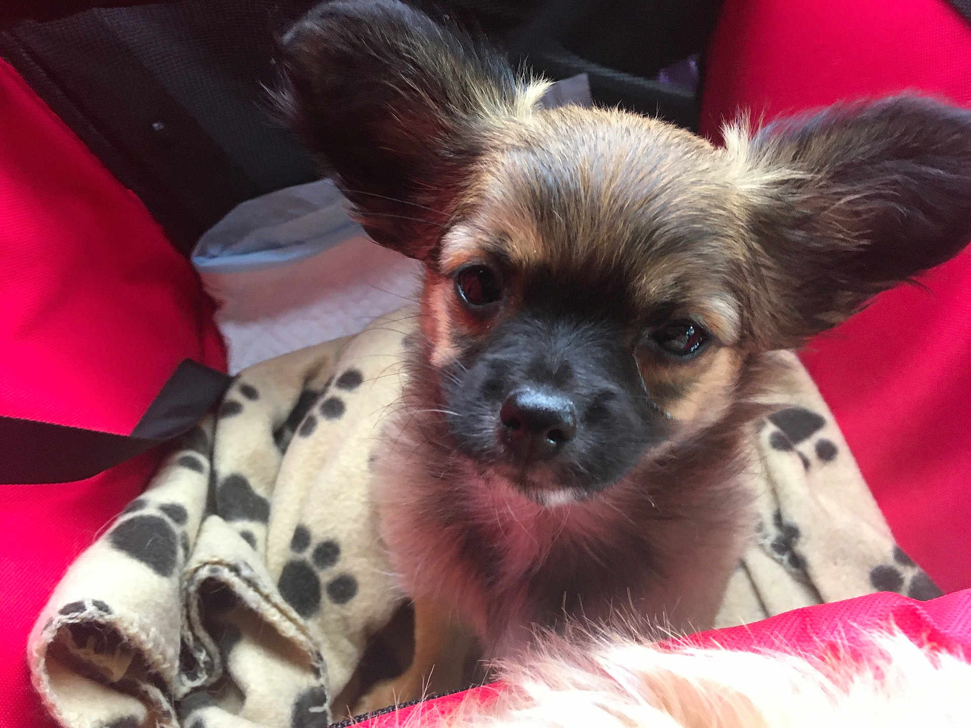 Sparky participe au concours pour gagner de l'argent avec cette photo : puppy, dog, pet, animal, blanket, paw_print, red, fur, ears, cute, indoors, closeup, face, canine, young, comfort, resting, soft, small, carrier