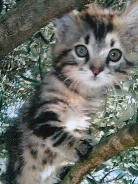 Fiona participe au concours pour gagner de l'argent avec cette photo : american_wirehair, carnivore, cat, domestic_short_haired_cat, dragon_li, european_shorthair, eye, felidae, kitten, mammal, norwegian_forest_cat, pixie_bob, siberian, small_to_medium_sized_cats, snout, tabby_cat, tree, vertebrate, whiskers, wild_cat