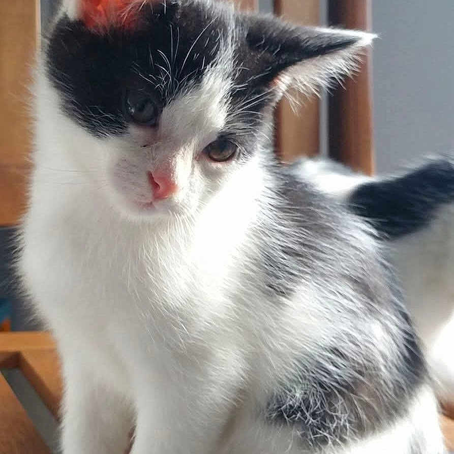 Happy participe au concours pour gagner de l'argent avec cette photo : kitten, cat, black_and_white, fur, animal, pet, cute, indoor, wooden_surface, curious, sitting, small, young, adorable, whiskers, ears, pink_nose, feline, domestic_cat, soft_fur