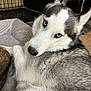 dog, husky, blue_eyes, pet, animal, fur, bed, indoor, cozy, resting, closeup, looking, canine, cute, domestic, mammal, portrait, sleeping_area, companion, household