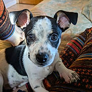 Teddy Brosevelt is registered to the contest to win money with this photo: animal, baby, bed, bulldog, canine, chihuahua, clothing, couch, cushion, dog, frenchbulldog, furniture, hat, homedecor, hound, indoors, interiordesign, person, pet, puppy