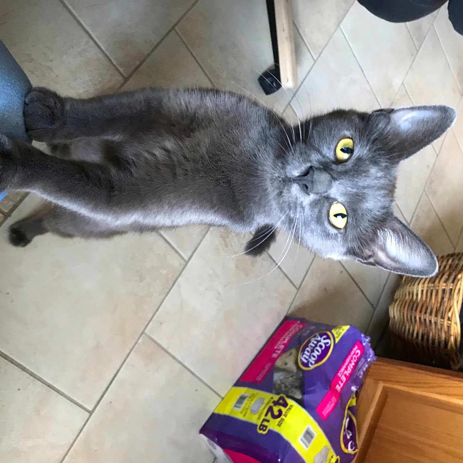 Hillary joined the competition — help win amazing prizes! black_cat, box, carnivore, cat, cat_supply, cat_toy, claw, domestic_short_haired_cat, felidae, flooring, fur, grey, hardwood, russian_blue, small_to_medium_sized_cats, tail, tile_flooring, whiskers