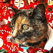 Gitane a rejoint le concours — aidez-le/la à gagner de superbes lots ! animal, candy_cane, cat, christmas_theme, close_up, colorful, curious, eye, face, festive, fur, holiday, holly, indoor, ornament, pet, texture, tortoiseshell, whiskers, wrapping_paper