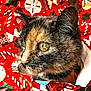 animal, candy_cane, cat, christmas_theme, close_up, colorful, curious, eye, face, festive, fur, holiday, holly, indoor, ornament, pet, texture, tortoiseshell, whiskers, wrapping_paper