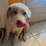 Milo a rejoint le concours — aidez-le/la à gagner de superbes lots ! puppy, dog, indoor, blue_eyes, tongue_out, licking, white_fur, brown_spots, tile_floor, door, cute, pet, young_dog, sitting, animal, domestic, fur, whiskers, nose, adorable