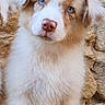 puppy, dog, blue_eyes, fluffy, fur, pink_nose, stone_wall, cute, animal, pet, portrait, sitting, young_dog, outdoor, curious, mammal, canine, small_dog, adorable, furry