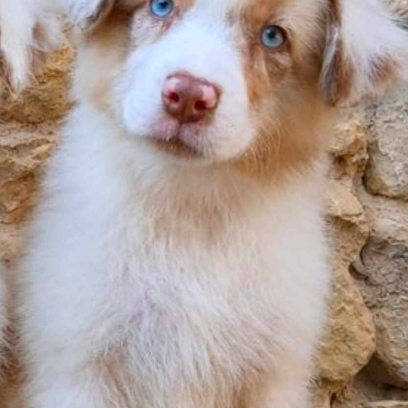 Milo