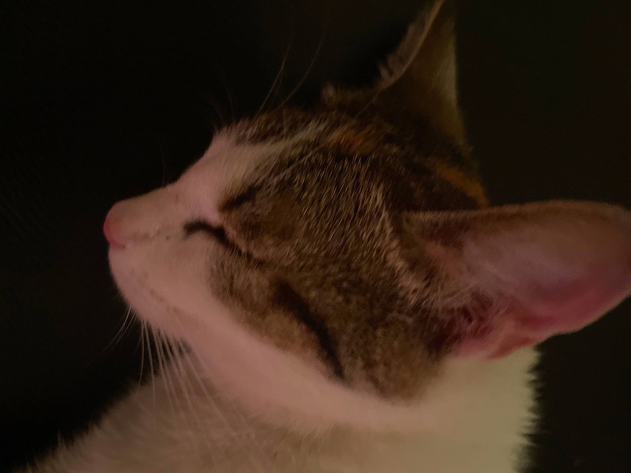 Lilou a rejoint le concours — aidez-le/la à gagner de superbes lots ! carnivore, cat, darkness, domestic_short_haired_cat, ear, eye, eyelash, felidae, fur, paw, small_to_medium_sized_cats, snout, tail, terrestrial_animal, whiskers, window