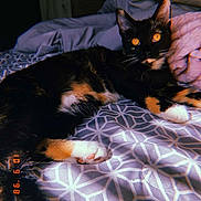 Bell joined the competition — help win amazing prizes! cat, calico_cat, bed, blanket, feline, pet, indoor, cozy, patterned_bedspread, relaxed, orange_eyes, fur, whiskers, paws, resting, domestic_animal, animal, cute, soft_light, home_interior