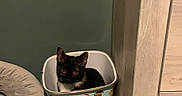 Bell joined the competition — help win amazing prizes! animal, bin, black_cat, carpet, cartoon_cats, cat, corner, cozy, curious, cute, decorative_bin, domestic, furniture, home, indoor, kitten, looking_up, orange_eyes, pet_bed, small_space