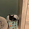 animal, bin, black_cat, carpet, cartoon_cats, cat, corner, cozy, curious, cute, decorative_bin, domestic, furniture, home, indoor, kitten, looking_up, orange_eyes, pet_bed, small_space