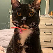 Bell joined the competition — help win amazing prizes! bed, bedroom, blanket, cat, collar, curious, domestic_animal, dresser, feline, fur, furniture, indoor, mirror, pet, pink_collar, sitting, soft_lighting, tuxedo_cat, whiskers, yellow_eyes