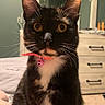 bed, bedroom, blanket, cat, collar, curious, domestic_animal, dresser, feline, fur, furniture, indoor, mirror, pet, pink_collar, sitting, soft_lighting, tuxedo_cat, whiskers, yellow_eyes