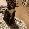 Bell joined the competition — help win amazing prizes! animal, bedroom, bedspread, black, brown, carpet, cat, curious, domestic, drawer, furniture, indoor, orange, pattern, pet, playful, sitting, toy, whiskers, white