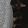 Bell joined the competition — help win amazing prizes! animal, bed, cat, claws, cozy, cute, domestic, feline, fur, indoor, night, patterned, paw, pet, pillow, relaxed, resting, sleeping, tortoiseshell_cat, whiskers