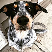 Blitz joined the competition — help win amazing prizes! dog, close_up, snow, outdoor, curious, black_fur, white_fur, tan_fur, ears, nose, collar, porch, concrete, pet, animal, winter, face, whiskers, tail, background