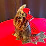 dog, yorkshire_terrier, red_bow, red_dress, pet, cute, small_dog, table, red_tablecloth, decorative_leaf, fur, animal, indoors, portrait, sitting, head_tilt, adorable, fluffy, companion, domestic_animal