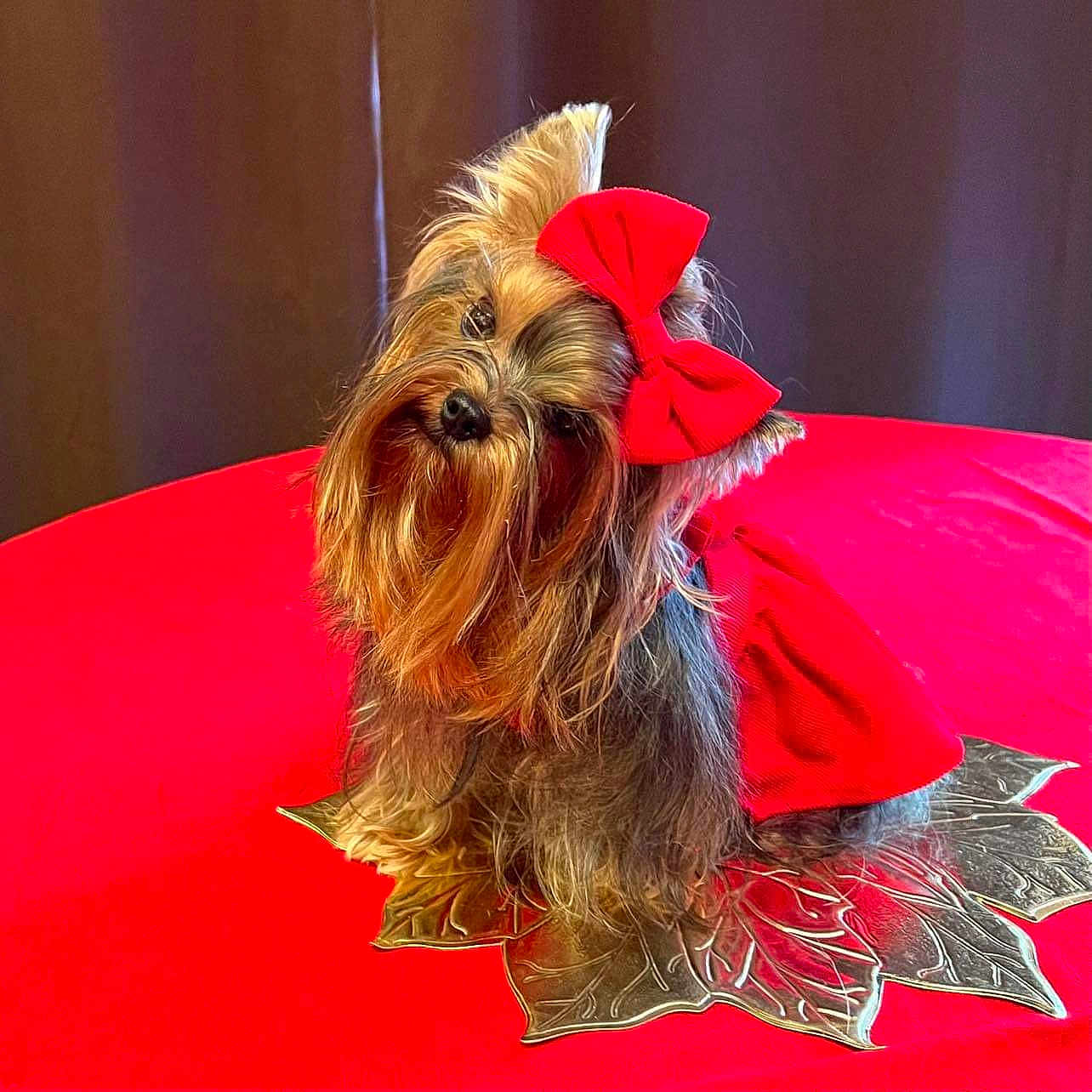 Zora joined the competition — help win amazing prizes! dog, yorkshire_terrier, red_bow, red_dress, pet, cute, small_dog, table, red_tablecloth, decorative_leaf, fur, animal, indoors, portrait, sitting, head_tilt, adorable, fluffy, companion, domestic_animal
