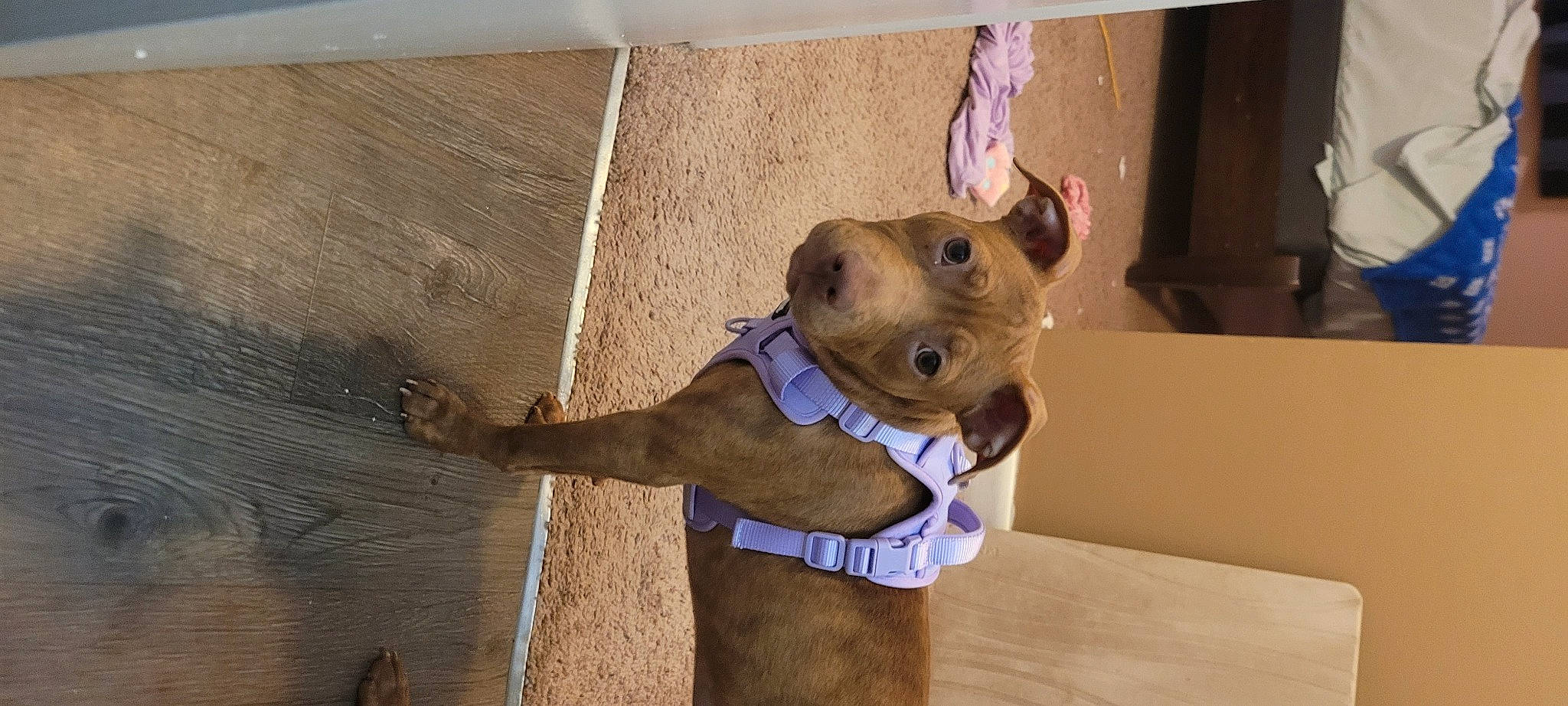 Maggie joined the competition — help win amazing prizes! canidae, carnivore, collar, companion_dog, dog, dog_breed, dog_clothes, dog_collar, dog_supply, fawn, guard_dog, leash, liver, non_sporting_group, pet_supply, snout, sporting_group, terrestrial_animal, wood, working_animal