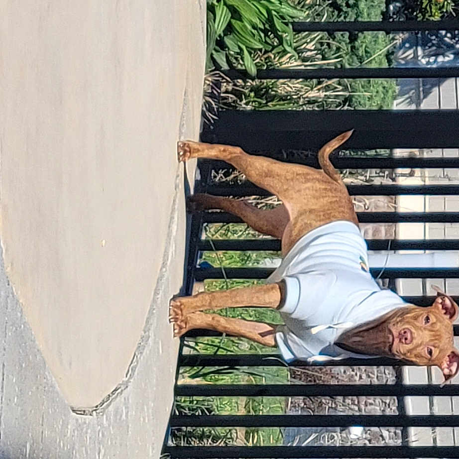Maggie joined the competition — help win amazing prizes! brick, brickwork, building, dress, facade, grass, house, human_leg, leisure, line, plant, reflection, shade, siding, sitting, thigh, tints_and_shades, tree, window, wood